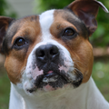 Staffordshire Bull Terrier