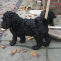 de doodle hoeve