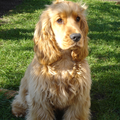 Engelse Cocker Spaniel