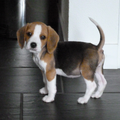Beagle