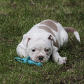 Old English Bulldog