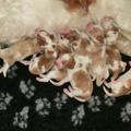 Of The New Born Beauty's