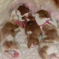 Of The New Born Beauty's