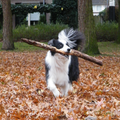 Balou en zijn geweldige stok tijdens een heerlijke herfst wandeling. :-)