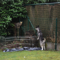 Siberische Husky