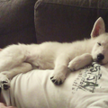 Zwitserse Witte Herder