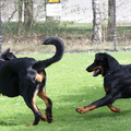 Beauceron