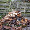 Opruimen van bladeren in de tuin, Mickey blijft stug liggen in het blad met bal, lekker warm.