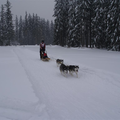 Alaskan Malamute