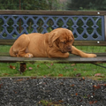 v.kailanka's bordeaux dog kennel