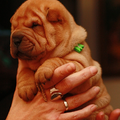 shar pei kennel Damishar