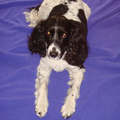 Engelse Springer Spaniel