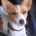 Jack Russell Terrier