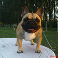Kennel Prouch
