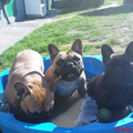 Kennel Prouch