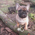 Kennel Prouch