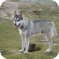 Siberische Husky