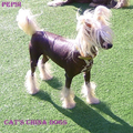 Cat's China Dogs  
