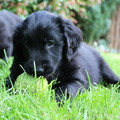 Flat Coated Retriever