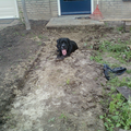 Cane Corso Italiano