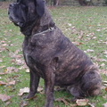 Cane Corso Italiano
