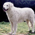 Aanrader!  Kuvaszkennel: Fehér Csavargo