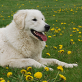 Aanrader!  Kuvaszkennel: Fehér Csavargo