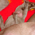 Meander Weimaraners-Leonor & Robert Honing