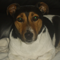 Jack Russell Terrier
