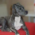 American Staffordshire Terrier