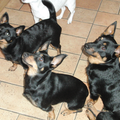 Clogmills Lancashire Heelers