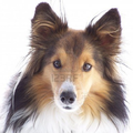 Sheltie