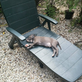 Op een zonnige dag viel Diesel in slaap op de tuinstoel, met zijn hoofd in een plas water.