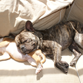 Chester gebruikt Quinty als kussentje.
Ze liggen heerlijk in het zonnetje te slapen.