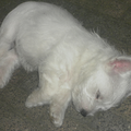 Bink helemaal moe van een zwaar puppyleven dagje :)