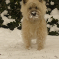 Cairn Terrier