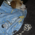 Hij lag heel lief te slapen onder zijn dekentje. 