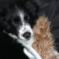 woody sliep als puupy altijd met zijn grote knuffel hond =)