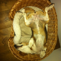 Eens in de zoveel tijd is het Beagle slaap tijd