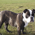Old English Bulldog