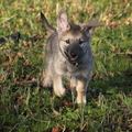 Saarloos Wolfhond