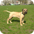 Dogo Canario