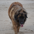 Leonberger