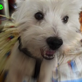 West Highland White Terrier