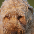 Irish Softcoated Wheaten Terriër
