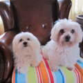 Maltezer