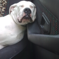 Hoe lekker slaap je in de auto als je net bij de dierenarts vandaan komt...als een roosje....