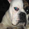 Old English Bulldog