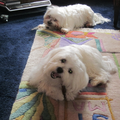 Maltezer