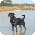 Rottweiler